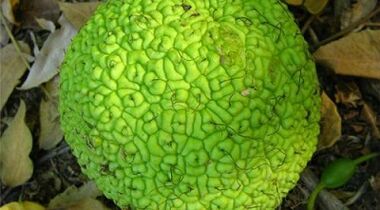 receta për infuzione për trajtimin e venave me variçe