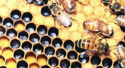 trajtimi i venave me variçe me produkte bletësh