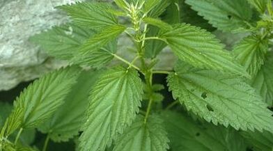 zierje bimore për trajtimin e venave me variçe